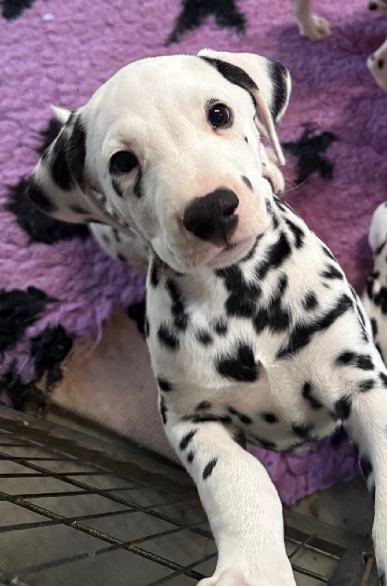 Dalmatian puppy