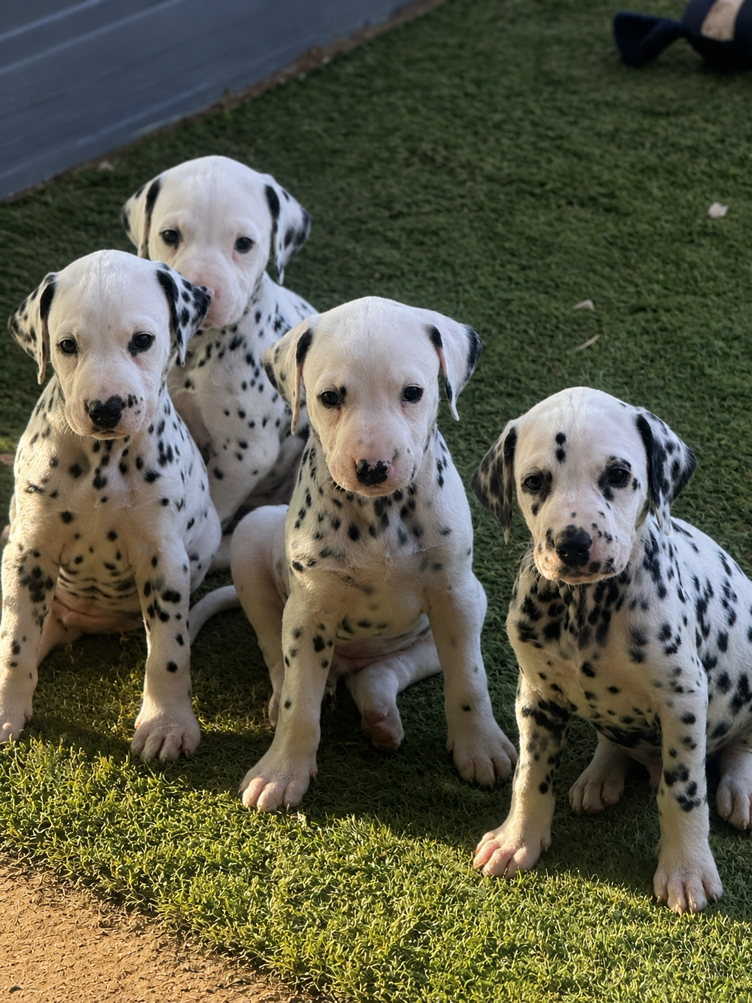 Dalmatian puppies at Ibadan
